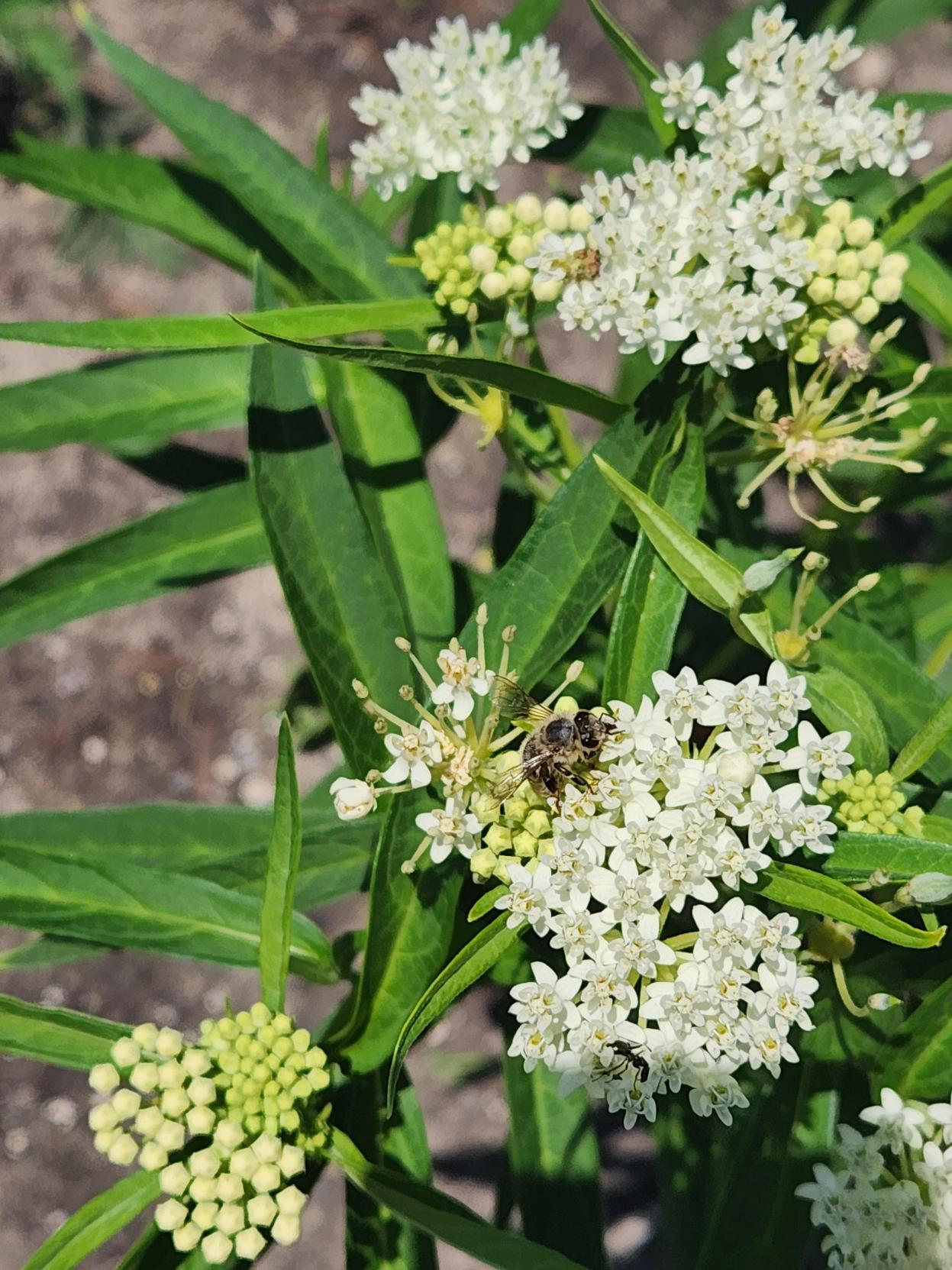 Image of Native bee on milkweed flower