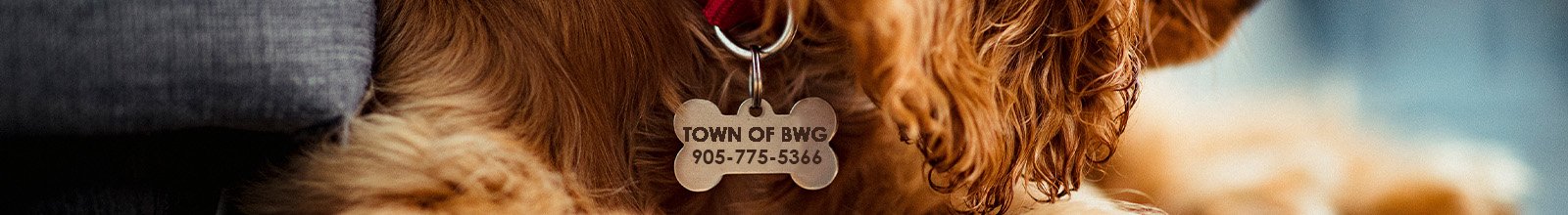 Up close photo of dog wearing a BWG Dog Tag
