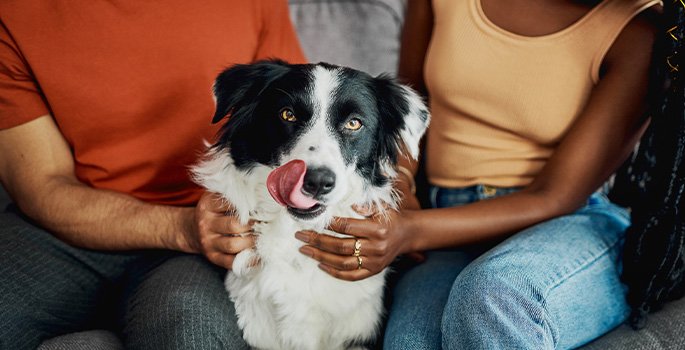 Dog sitting with owners