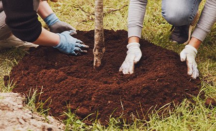 Closeup of two people planting a tree