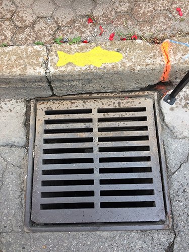 Yellow fish painted on the curb above a storm sewer