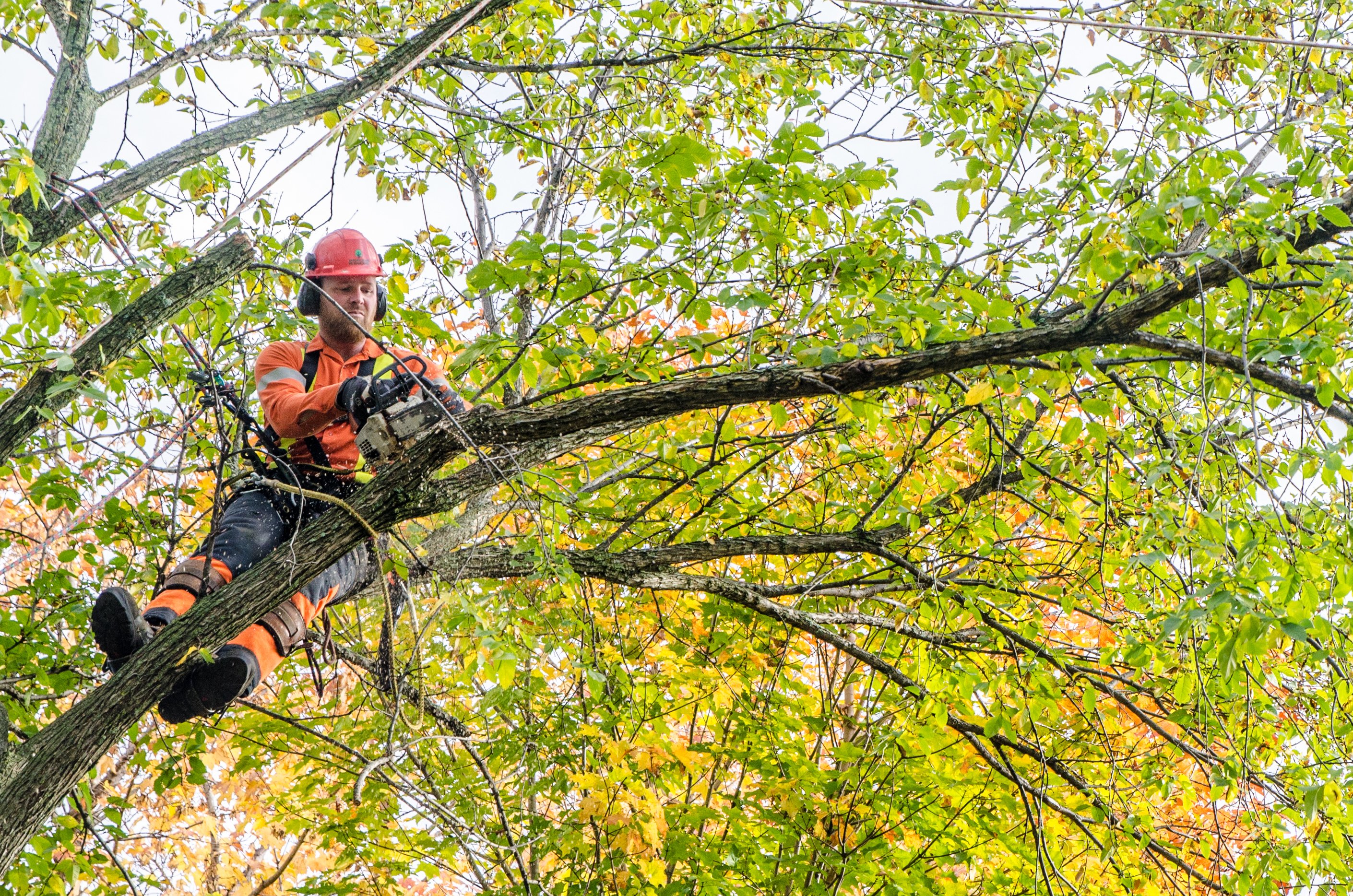 An arborist pruning a tree with PPE on.