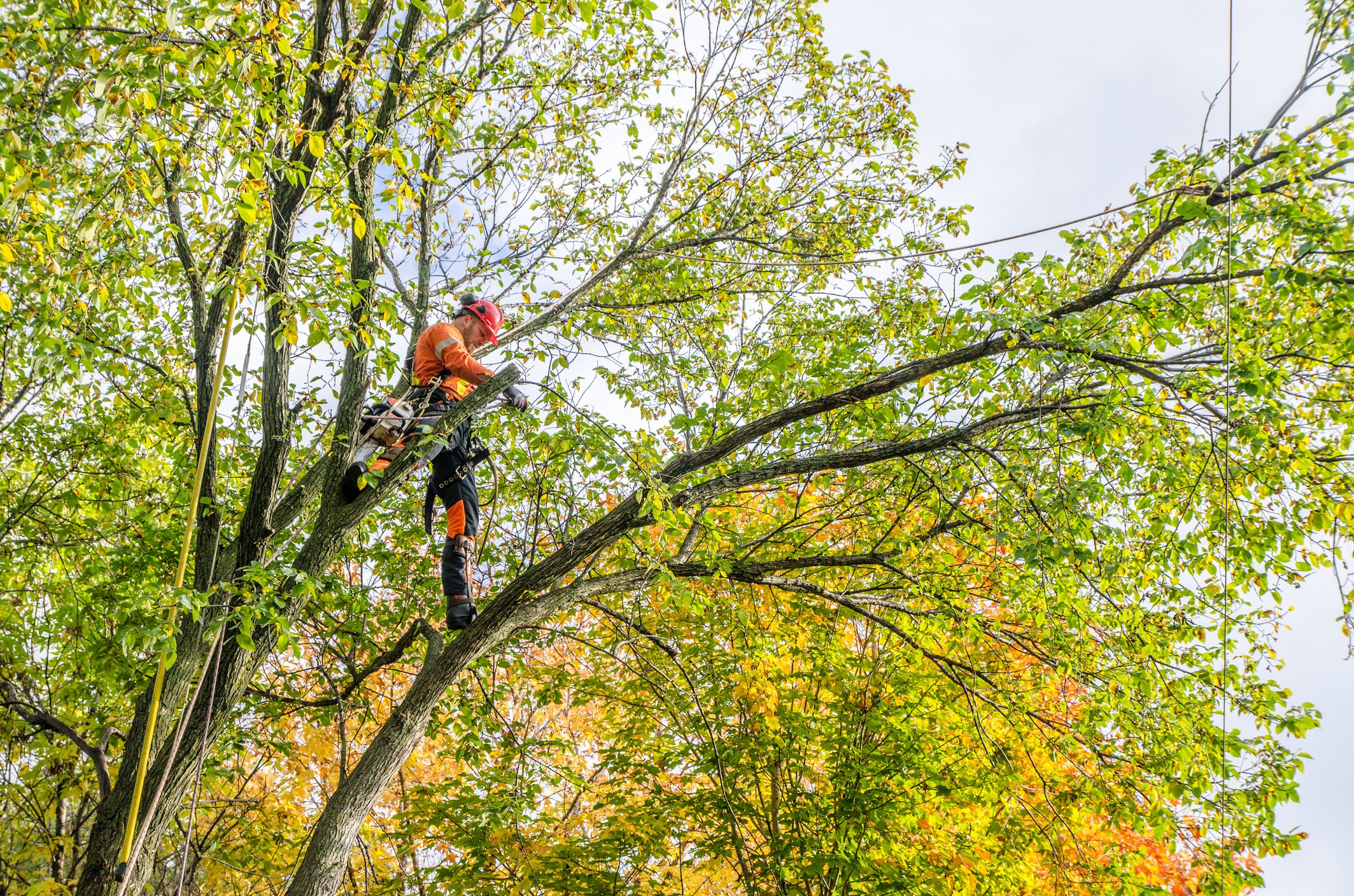 man in construction uniform pruning trees above ground
