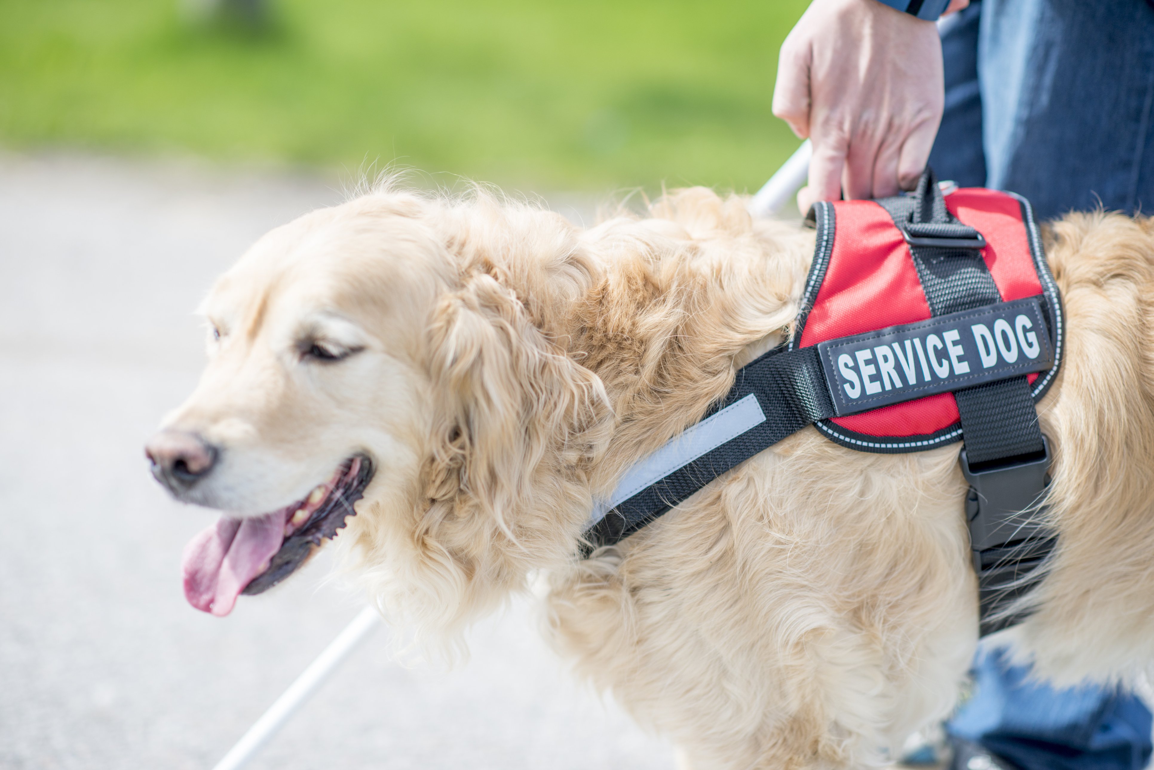 service guide dog with handler holding onto harness