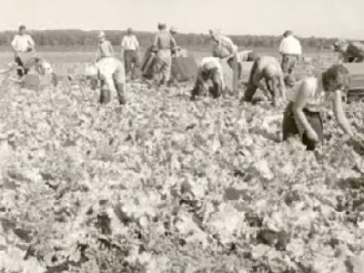 Old photo of farmers on the Holland Marsh