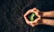 A person holding a plant on a bed of soil