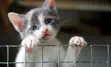 Kitten standing over a metal object