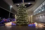 tree lighting