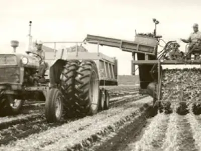 Old photo of farmers on the Holland Marsh