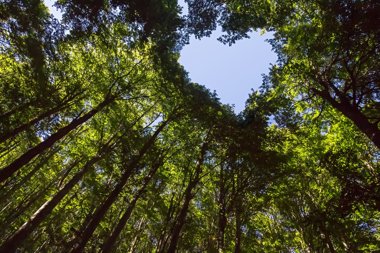 Image of trees in forest making the shape of a heart