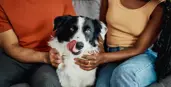 Dog sitting with owners